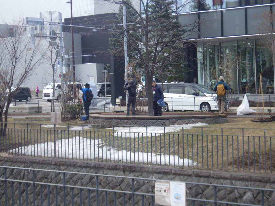 4月2日にライラックの冬囲い外しの作業をする植物ボランティア