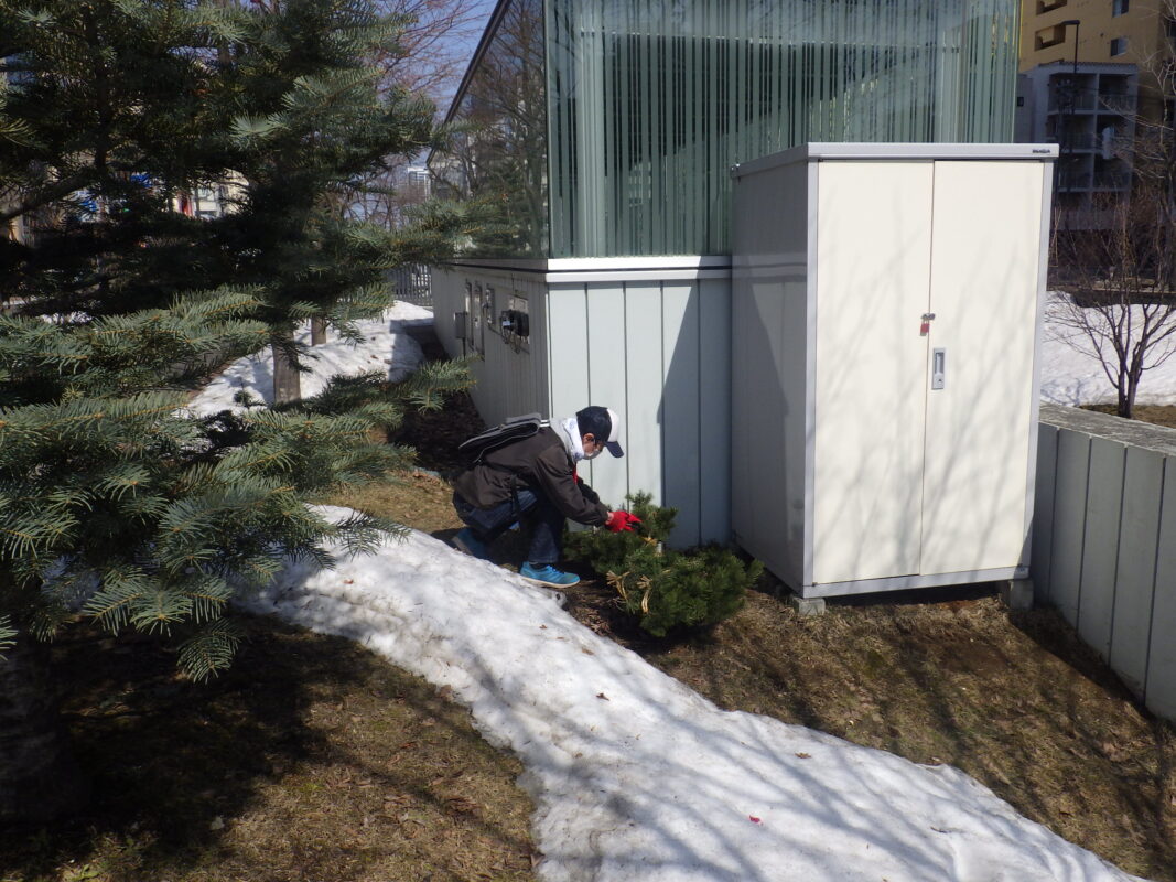 4月3日にモンタナマツの冬囲い外しの作業をするお助け隊