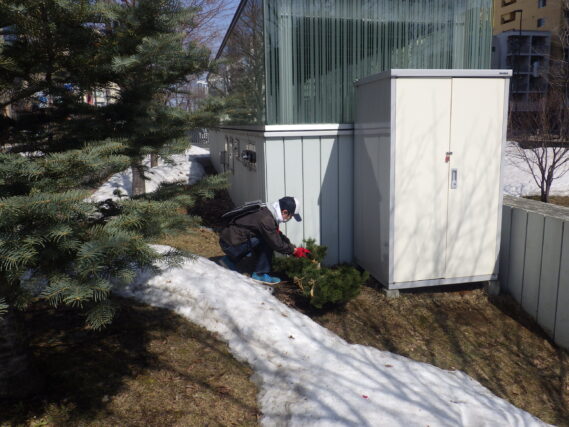 4月3日にモンタナマツの冬囲い外しの作業をするお助け隊