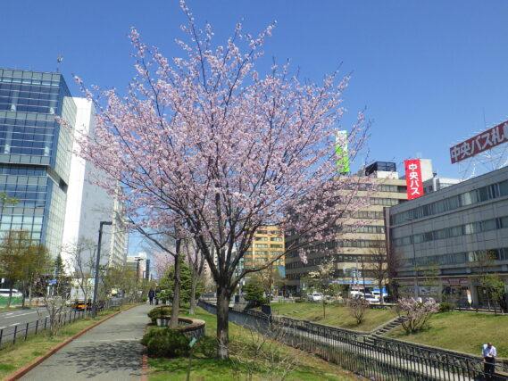 北1条西のエゾヤマザクラ