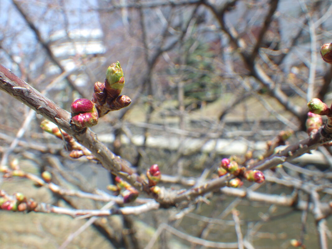 4月14日のチシマザクラのつぼみが膨らんでピンクになっている様子