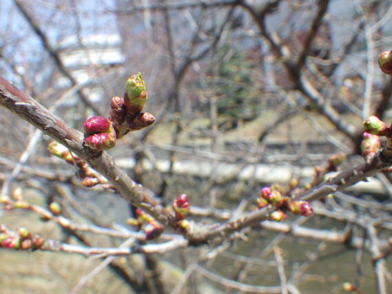4月14日のチシマザクラのつぼみが膨らんでピンクになっている様子