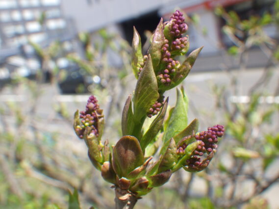 4月27日のライラックのミスキムの花芽