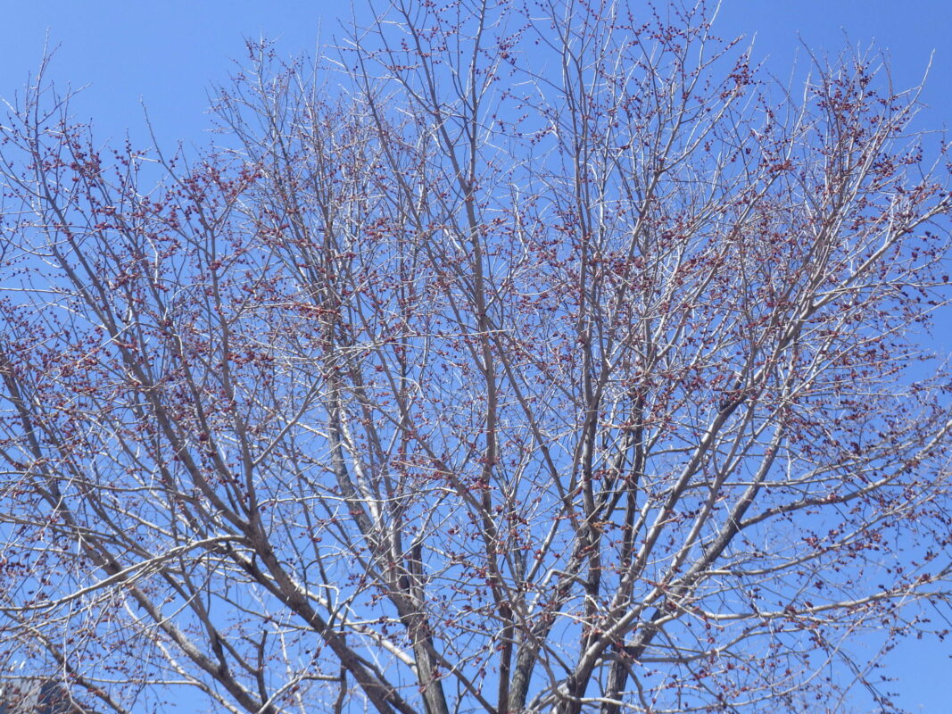 4月10日のハルニレの花の様子