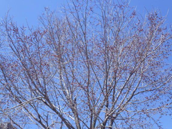 4月10日のハルニレの花の様子