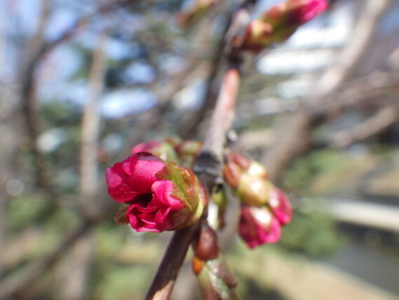 4月15日のチシマザクラのつぼみ