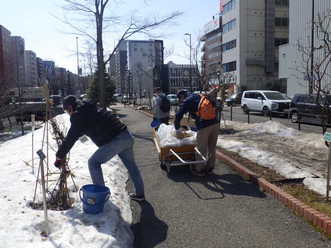4月3日にライラックの冬囲い外しの作業をするお助け隊