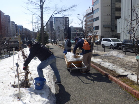 4月3日にライラックの冬囲い外しの作業をするお助け隊