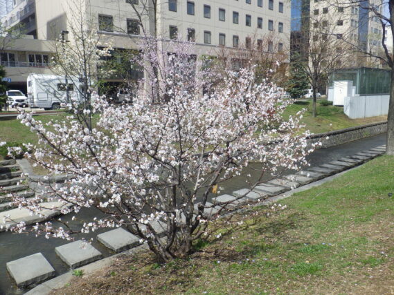 4月27日に咲いていた南4条のチシマザクラ