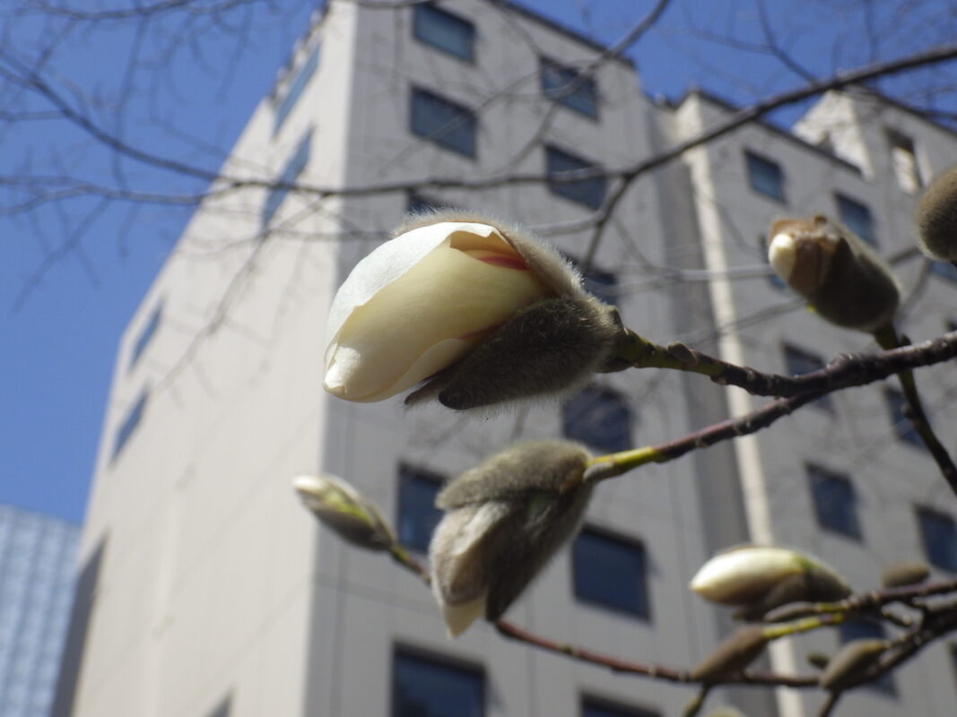 4月14日のキタコブシのつぼみの様子