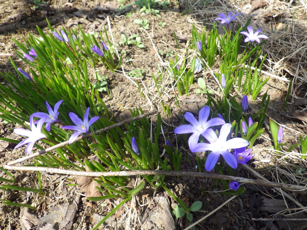 4月14日のチオノドクサの花が咲いている様子