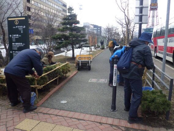 4月2日にモンタナマツの冬囲い外しの作業をする植物ボランティア