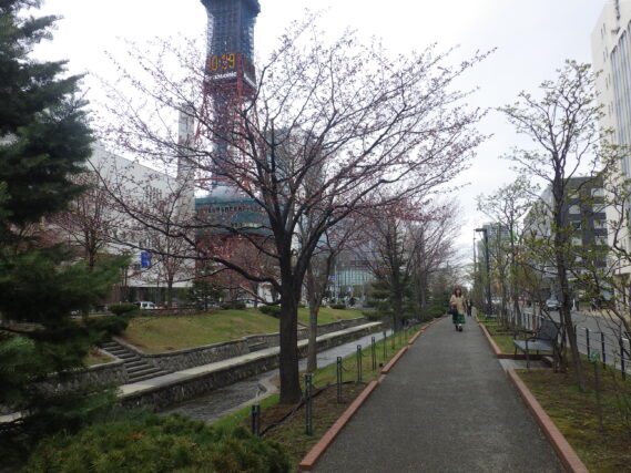 4月20日の南1条のエゾヤマザクラの様子