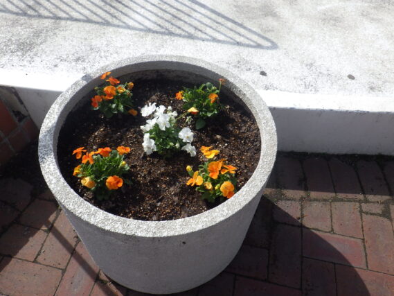 4月25日に植えたまんなか広場のコンテナ花壇のビオラの花