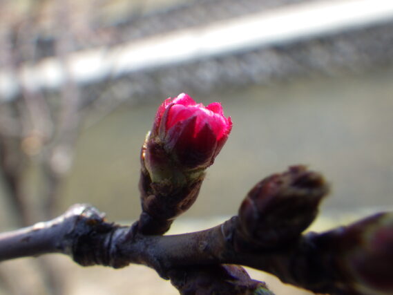 4月14日のチシマザクラのつぼみが膨らんでピンクになっている様子