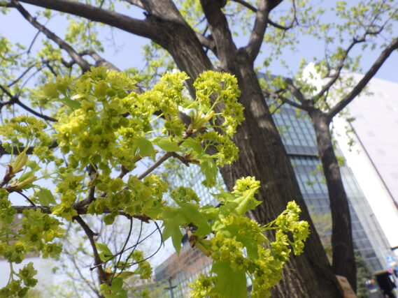 4月27日に咲いてイタヤカエデの花
