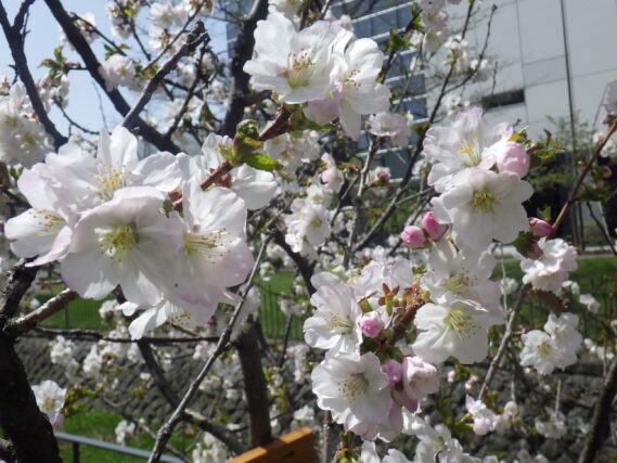 4月27日のチシマザクラの花