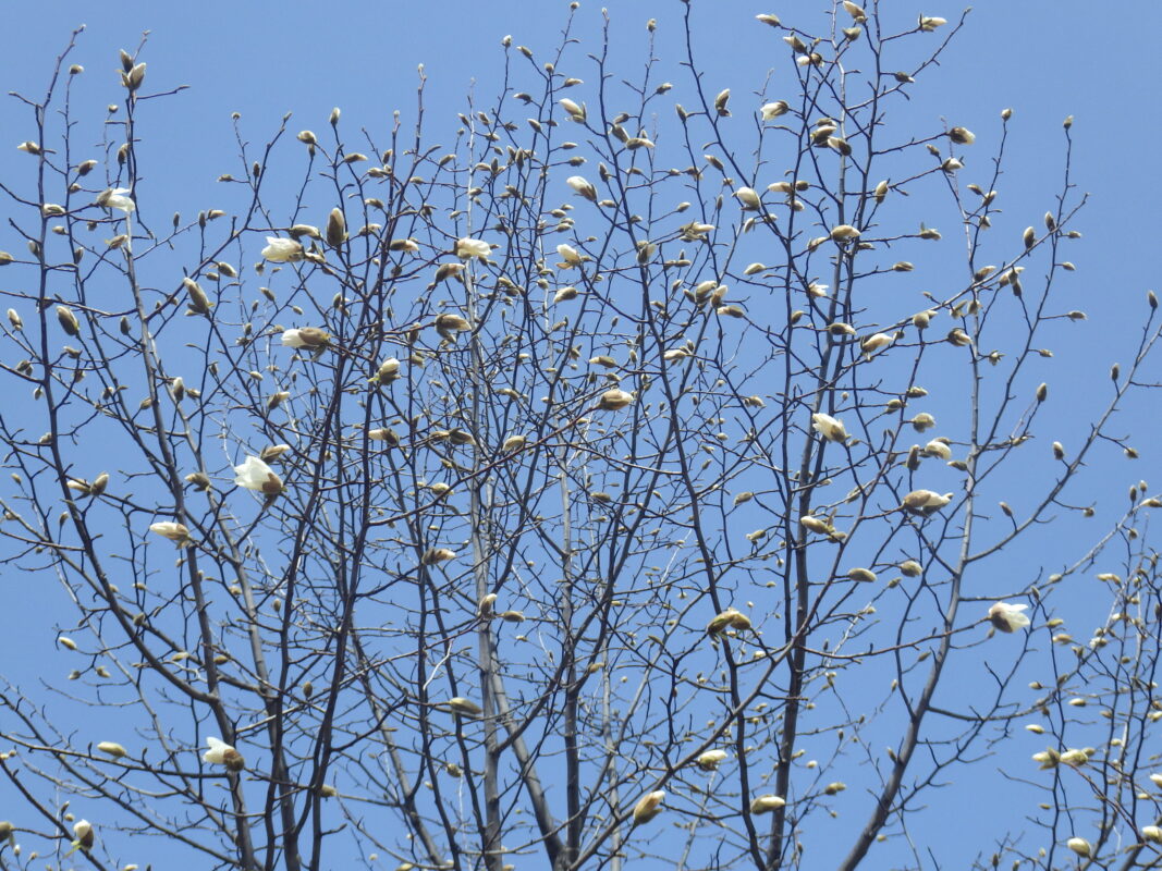 4月14日のキタコブシのつぼみの様子