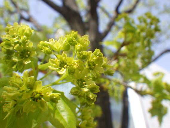 4月27日に咲いてイタヤカエデの花