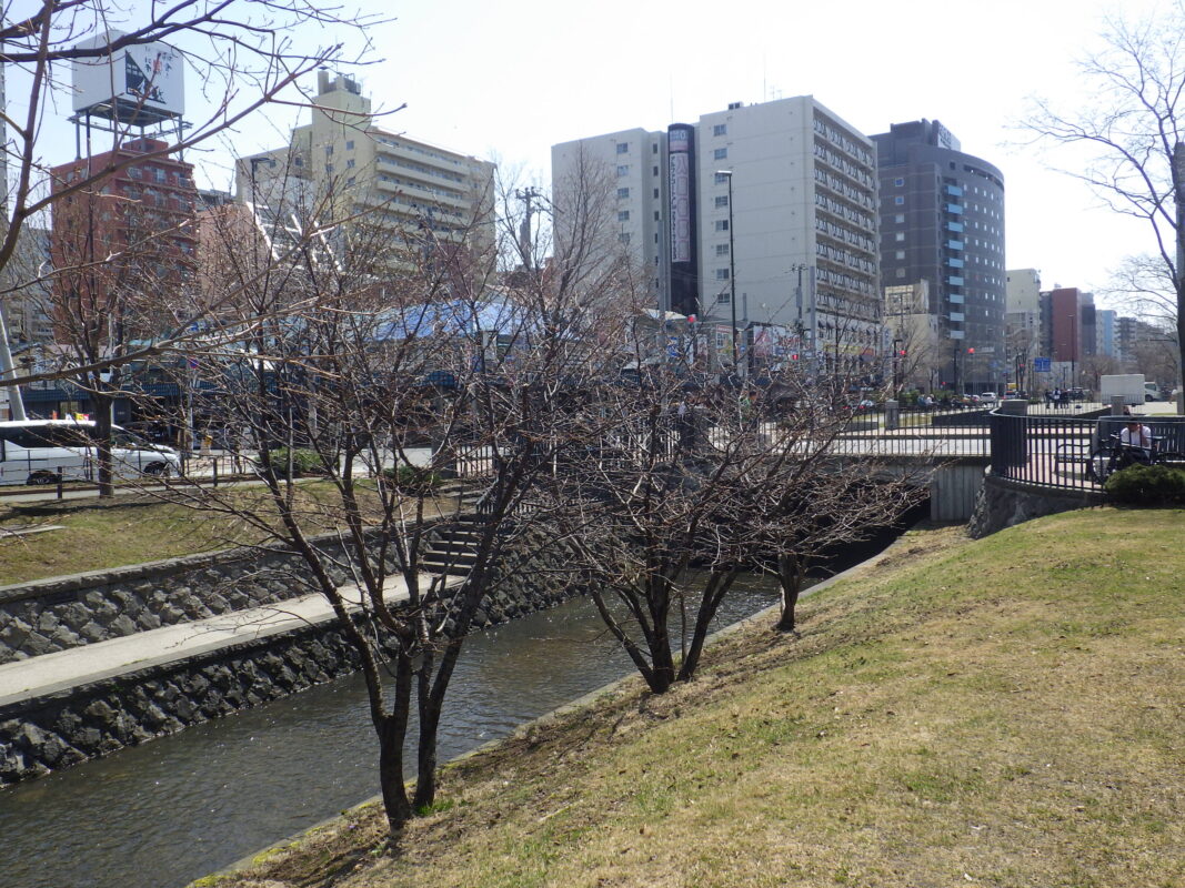 4月14日のチシマザクラの様子