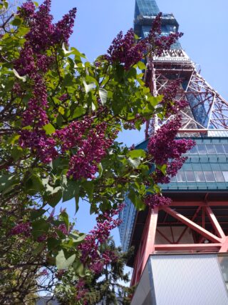 ライラック投稿写真　飯盛さんの「ライラックから見上げるテレビ塔」