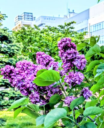 ライラック投稿写真　めろんちゃんさんの「天に向かって紫ライラック」