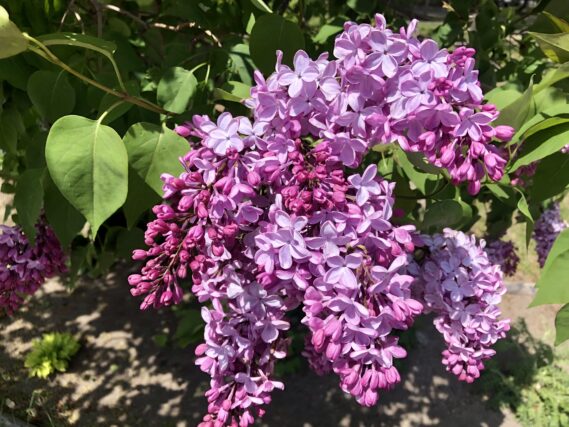 ライラック投稿写真　ニコさんの「女王の髪飾り」