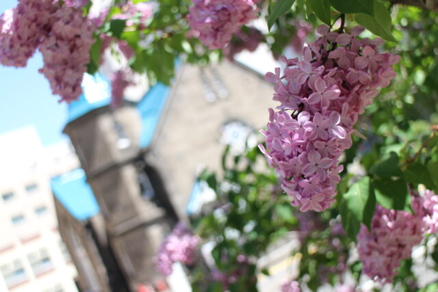 ライラック投稿写真　ten10さんの「教会とラッキーライラック」