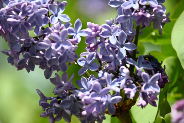 ライラック投稿写真