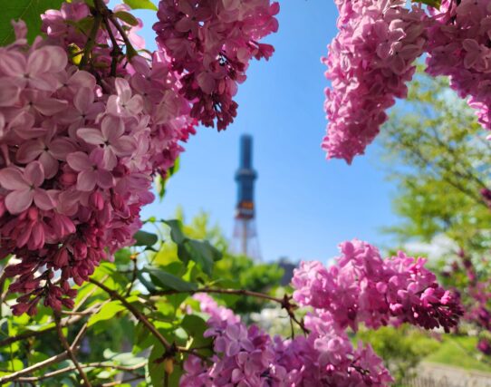 ライラック投稿写真