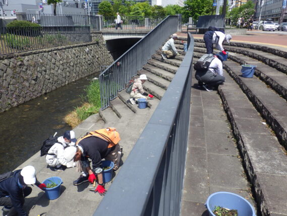 5月22日にまんなか広場の階段の除草をするお助け隊