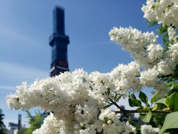 ライラック投稿写真　札幌3年目さんの「ライラック越しのテレビ塔2024」