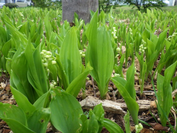 5月7日のスズランの様子