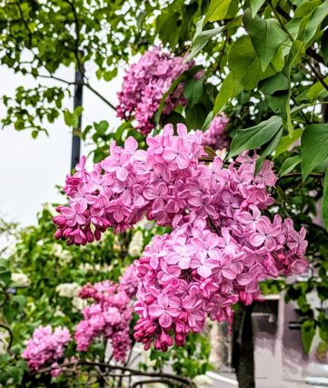 ライラック投稿写真　めろんちゃんさんの「今咲き誇るライラック」