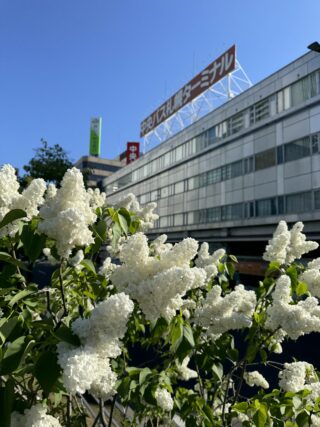 ライラック投稿写真　松尾さんの「変わりゆく前に」