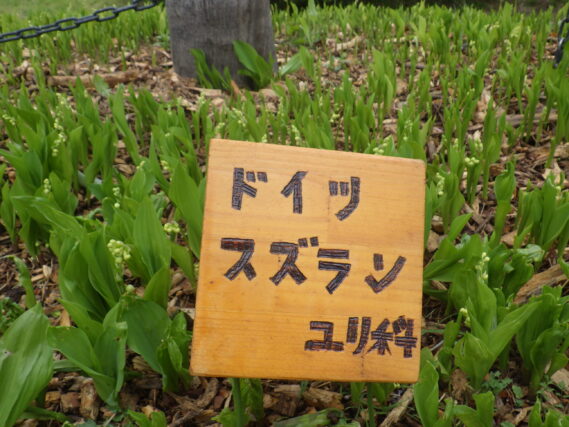 ドイツスズラン花壇の取り付けた花名板の画像