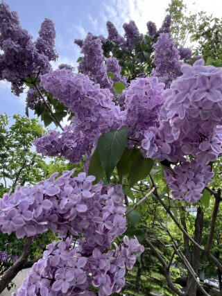 ライラック投稿写真　mochabrickさんの「見上げてみる」