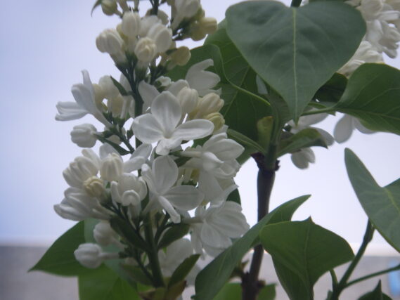 「ライラックの写真募集にたくさんの投稿ありがとうございました」の画像