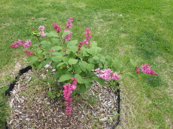 5月25日ミスカナダの様子
