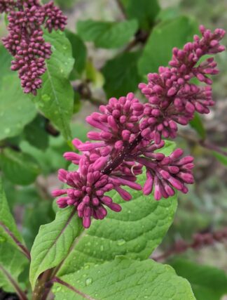 ライラック投稿写真　ひよりママさんの「シャルルジョリー」