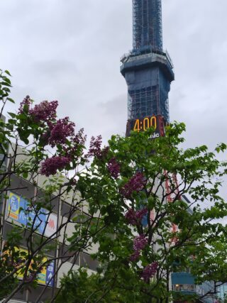 ライラック投稿写真　りんごの華さんの「テレビ塔の下で」