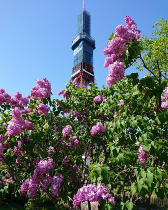 ライラック投稿写真　サブリナさんの「SAPPORO」