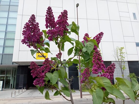 5月12日に咲いていたフレンチライラックのシュペート