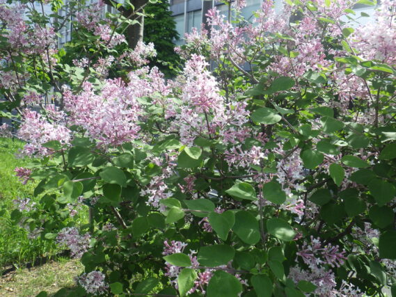 5月20日の四季藍の花の様子