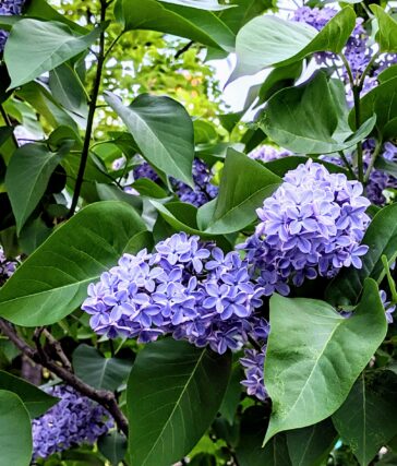 ライラック投稿写真　めろんちゃんさんの「紫陽花の様に雨に似合うライラック」