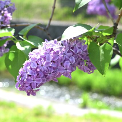 ライラック投稿写真　popiimiyuさんの「満開です」