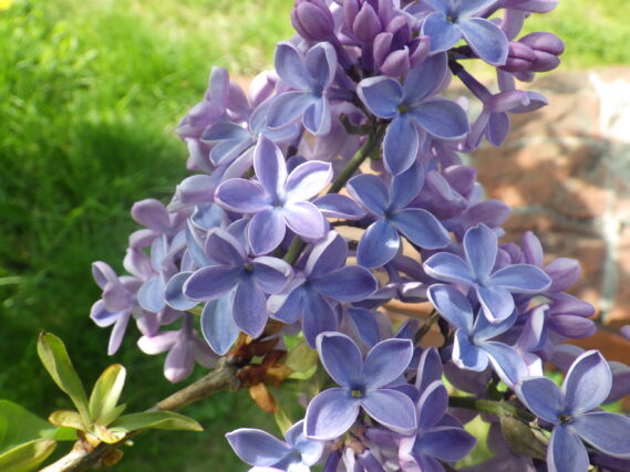 5月10日に発見したラッキーライラック