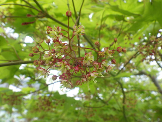 5月8日のヤマモミジの花が咲いている様子