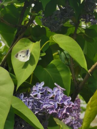 ライラック投稿写真　michioさんの「私も見てね！」