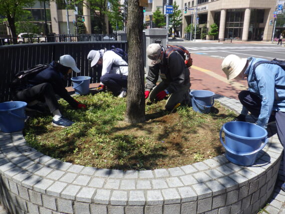 5月15日に円形ますの除草をするお助け隊